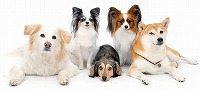 愛犬飼育管理士の資格と仕事