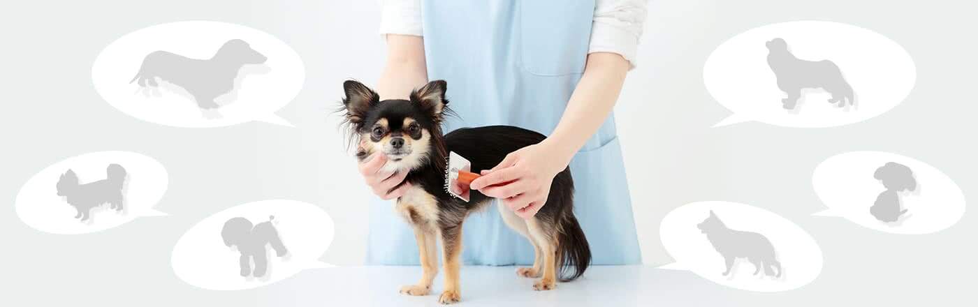 ペット・動物介護士の資格と仕事|ペット・動物介護士になるには|ペットとお仕事する資格ナビ